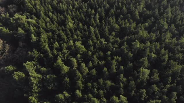Drone rising over green forest trees