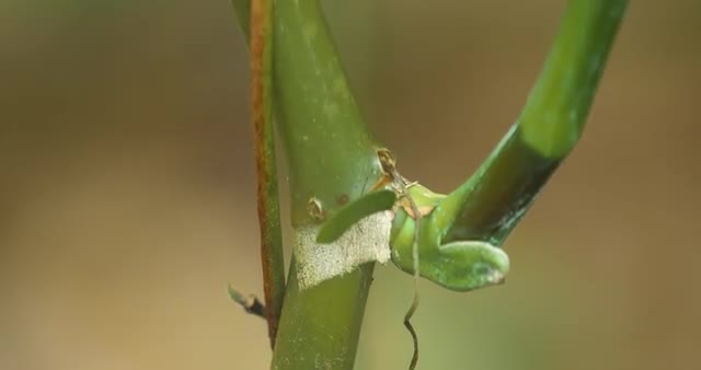 Leafcutter Ants, Costa Rica