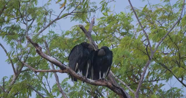 Black Vulture(s), Costa Rica
