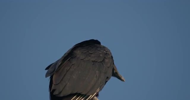 Black Vulture(s), Costa Rica