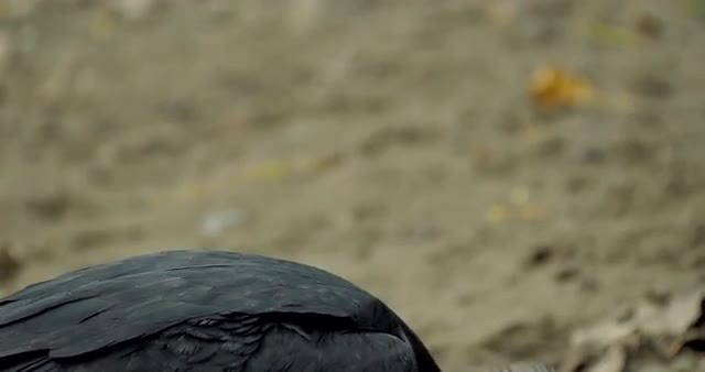 Black Vulture(s), Costa Rica