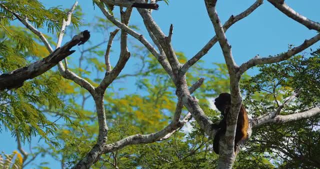Howler Monkey Sitting On A Tree, Howling, Costa Rica