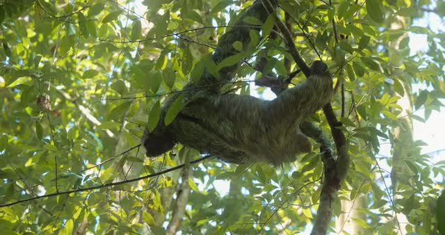 Three Toed Sloth With Its Baby, Costa Rica