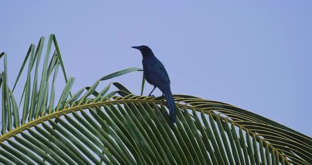 Great-Tailed Grackle, Costa Rica