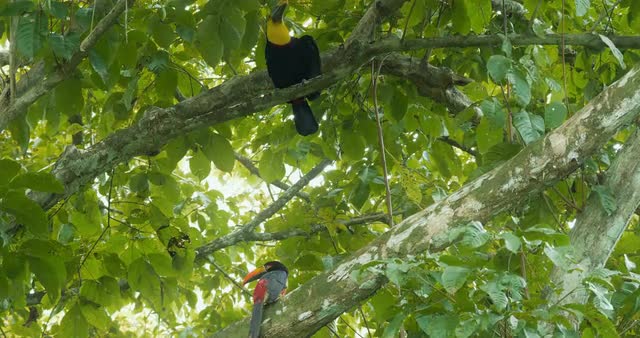 Collared Aracari And Swainson’s Toucan In A Tree, Costa Rica