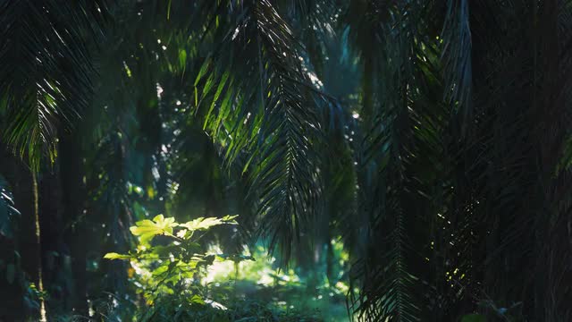 Deep In The Jungle, Costa Rica, Graded Version