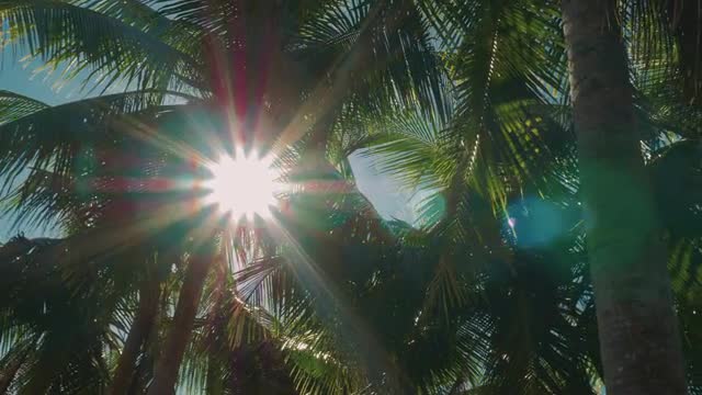 Beautiful Palms In Backlight, Graded Version
