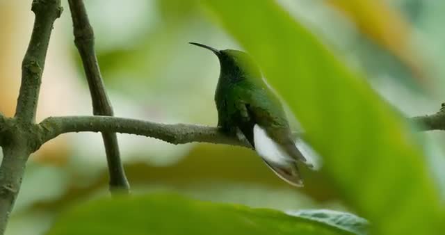 Hummingbird On A Tree, Costa Rica