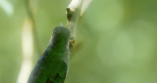 Hummingbird On A Tree, Costa Rica
