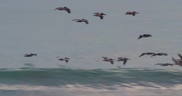 Brown Pelicans On Water Surface, Costa Rica