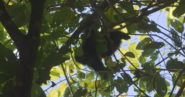 White-Headed Capuchin, Costa Rica