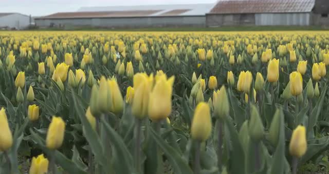 Dolly shot of tulip field