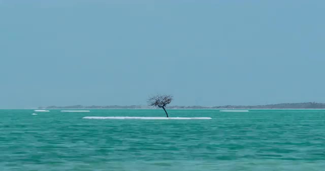 Timelapse of Dead Sea scene with bare tree on salty isle