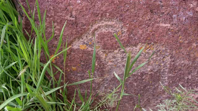 Static view on red rock of bighorn sheep petroglyph