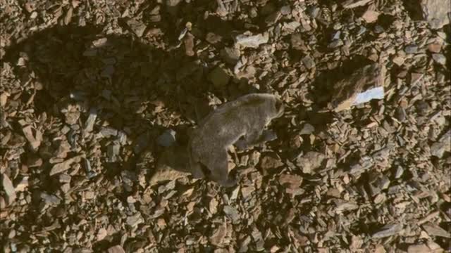 Aerial View of a Grizzly Bear eating Moths