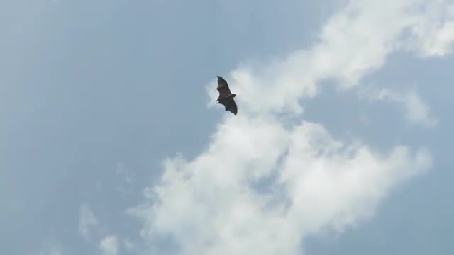 Bat flying against sky