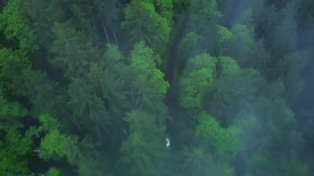 Driving on Forest Road