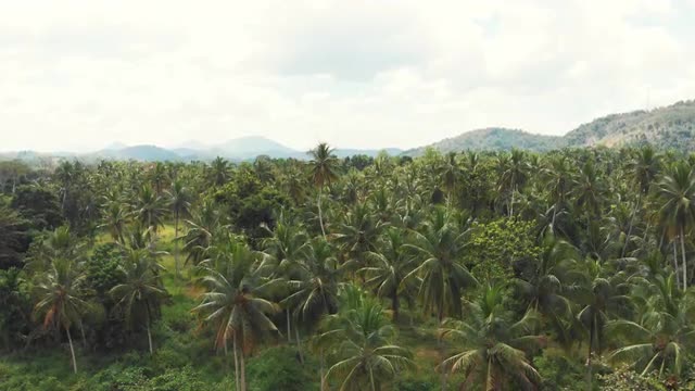 Sri Lankan jungle landscape