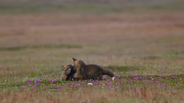 Cute Baby Fox Kits Playing in Field 