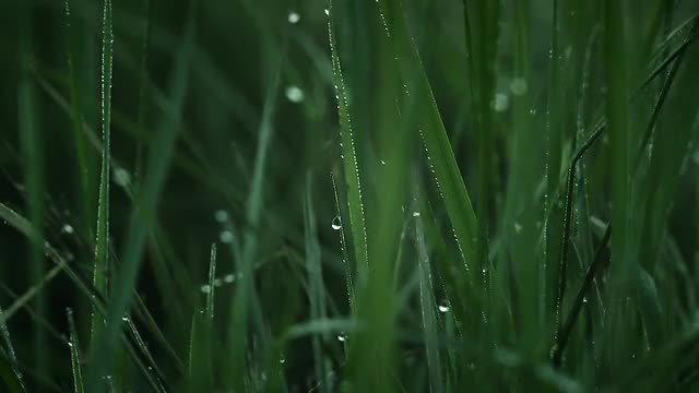 Water Drop in Grass 