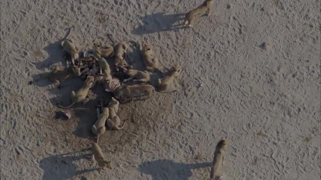 Aerial Shot of a Pride of Lions Feasting