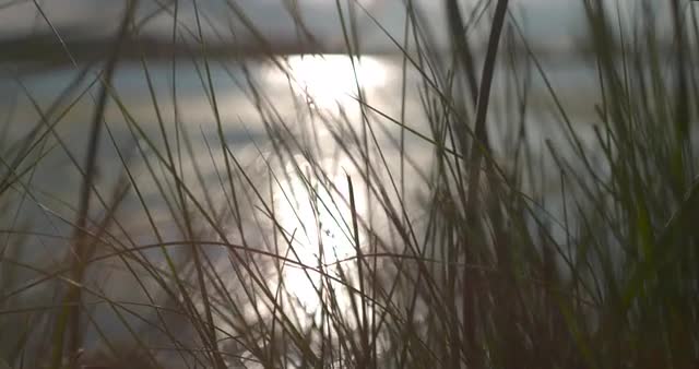 Slow Motion Push Through Grass at Pond 1000 FPS 4K