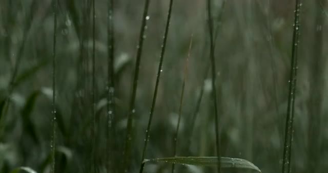 Close of Push Through Green Grass in the Rain 1000 FPS 4K