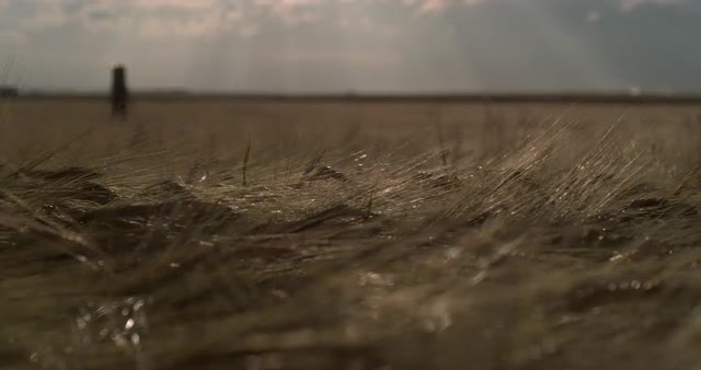 Dolly Shot Through Wheat Field 1000 FPS 4K