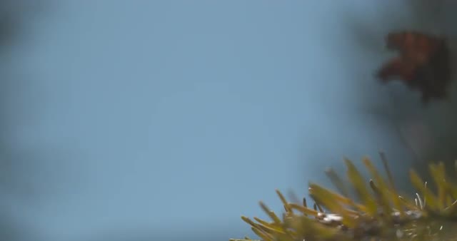 Close Up of a Butterfly Flying Away 1000 FPS 4K