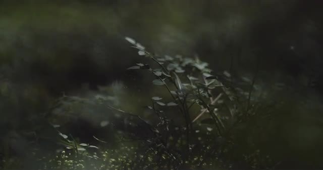 Slow Motion Dust Through Tree 1000 FPS 4k