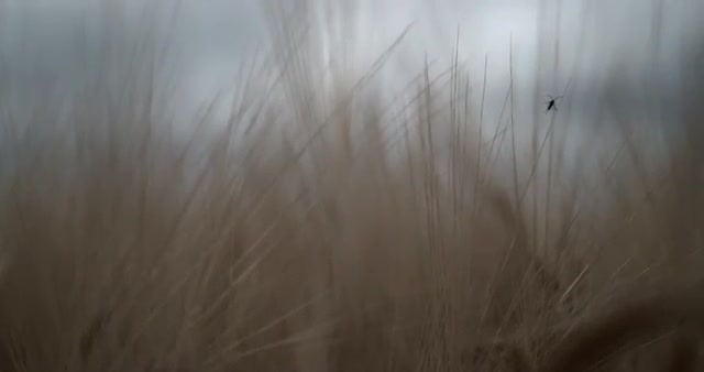 Slow Motion Insect in Wheat Ears 1000 FPS 4K