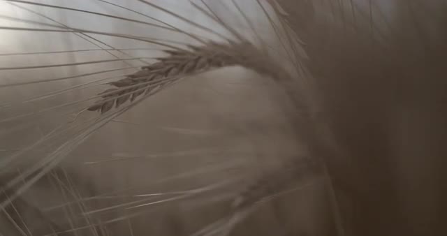 Slow Motion Push Through Wheat Ears 1000 FPS 4K