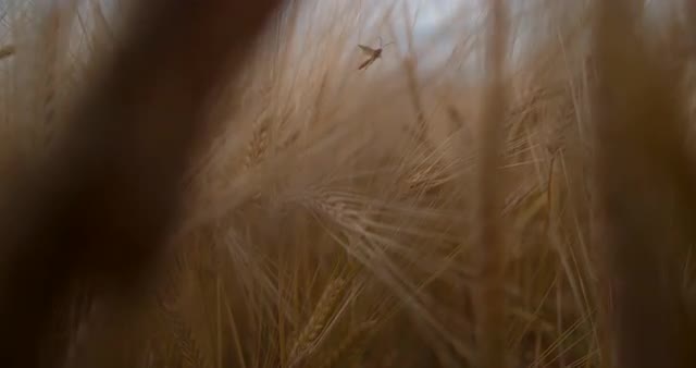 Slow Motion Push Through Wheat Field 1000 FPS 4K
