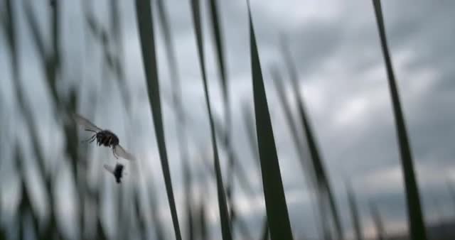 Slow Motion Push Through Grass Towards Bug 1000 FPS 4K