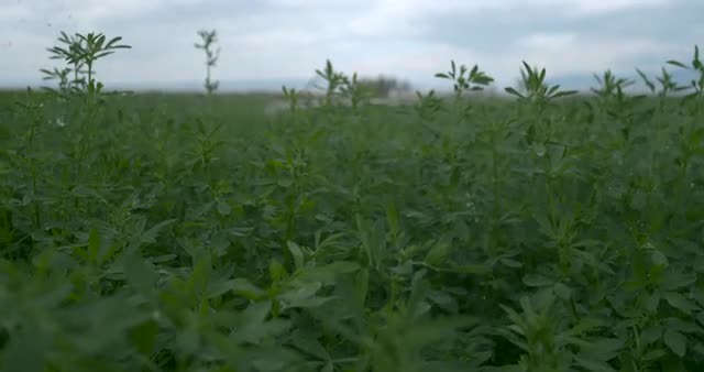 Slow Motion Push Through Crop Fields 1000 FPS 4K