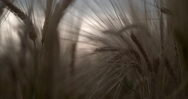 Slow Motion Push Through Wheat Ears 1000 FPS 4K