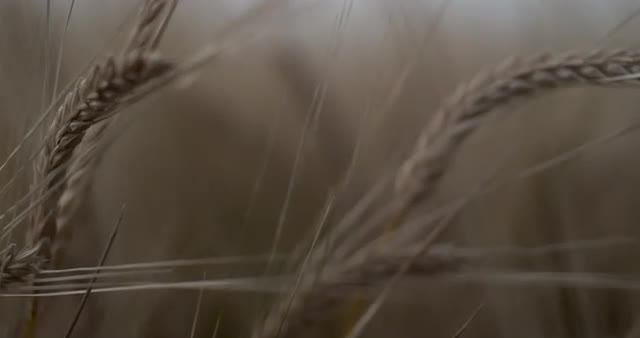 Wheat Macro Push Slow Motion 