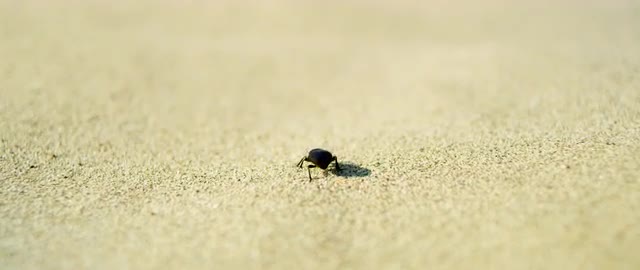 Macro shot of beetle walking across the sand