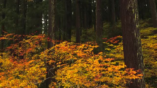 Orange Trees in Forest Aerial 