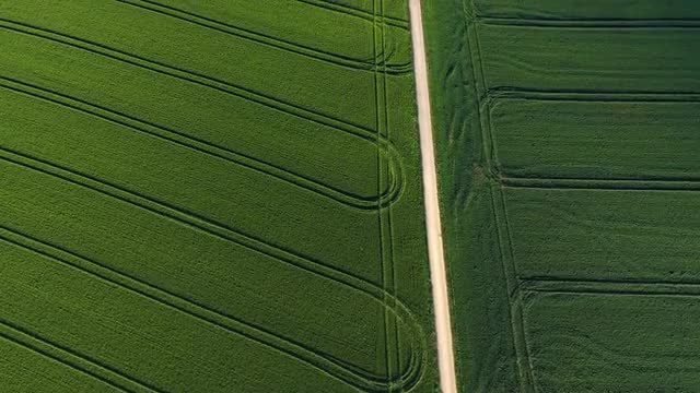 Green crops in fields with tractor tracks.