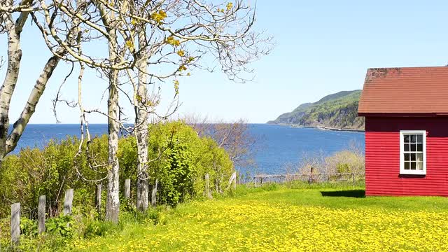 Red house loop with yellow dandelion flowers in La Martre, Quebec, Canada