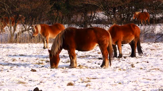 Grazing horses, Hokkaido, Japan