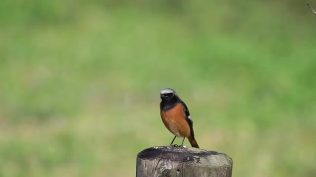 Bird on a tree trunk