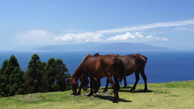 Horses in Miyazaki Prefecture, Japan
