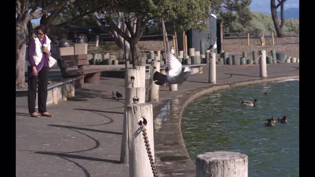Pigeon Takeoff