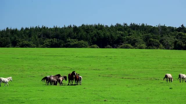 Grazing horses, Hokkaido, Japan