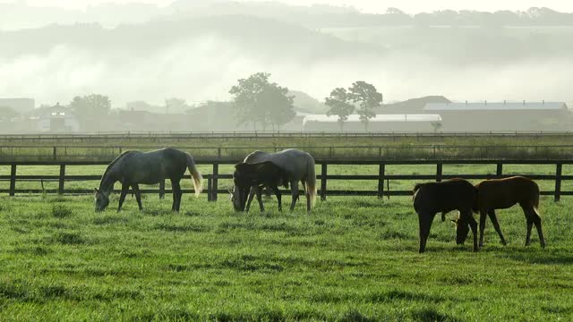 Grazing horses, Hokkaido, Japan