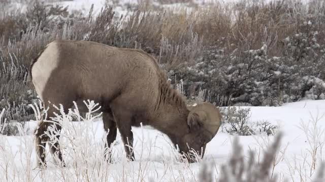 Bighorn sheep digging in the ground as snow falls