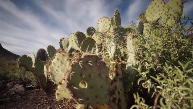 Close up time-lapse of cacti in the desert - Panoramic hyperlaspe