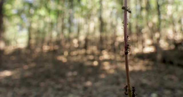 4K_Wildlife_BRAZIL_Ants crawl on vine_HS.mov